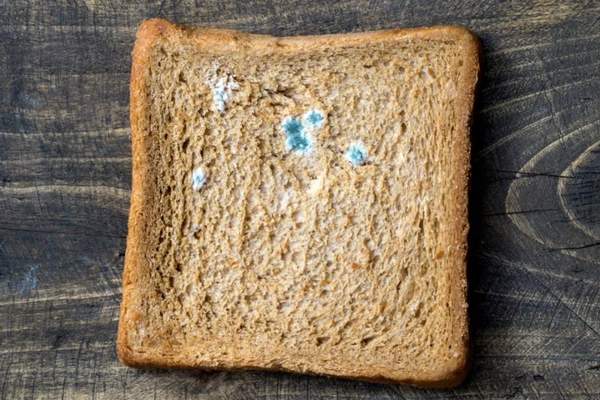 Schimmel wächst auf Ihrem Brot